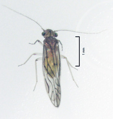 Austropsocus hyalinus