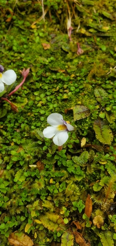 Mazus radicans, photograph 6