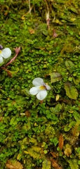 Mazus radicans, photograph (c) Mitch Van Dyke, some rights reserved (CC BY)