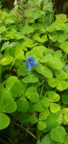 Parochetus communis, photograph 6