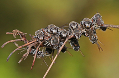 Lipotriches flavoviridis