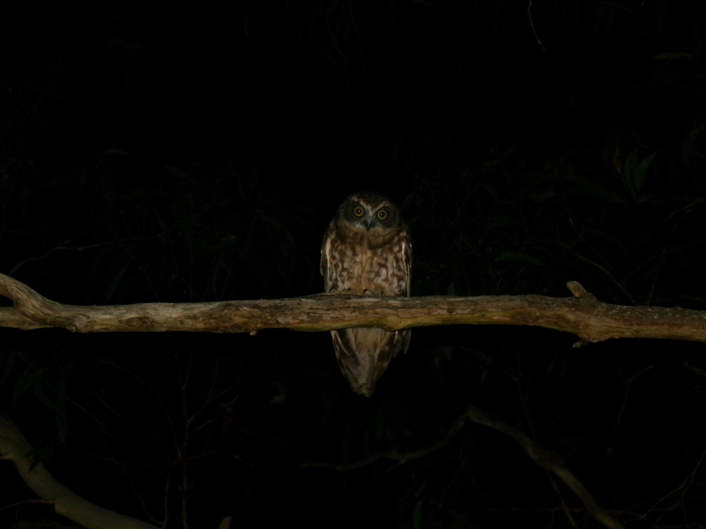 Australian Boobook from Sydney NSW, Australia on January 31, 2026 at 09 ...