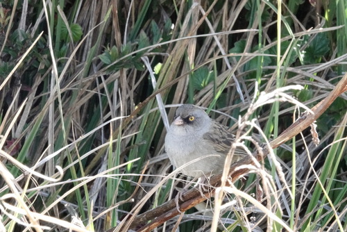 Volcano Junco (Junco vulcani)