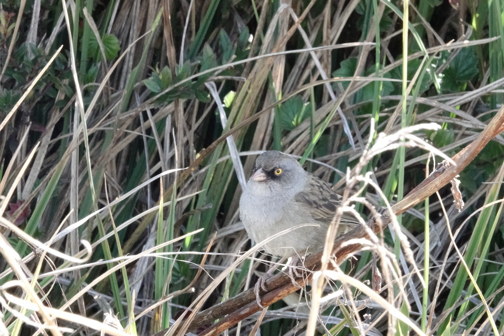 Volcano Junco (Junco vulcani), photo 1