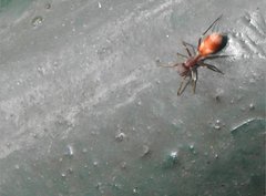 Myrmarachne formosana