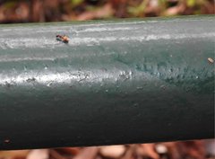 Myrmarachne formosana