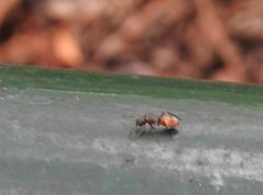 Myrmarachne formosana