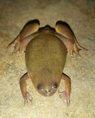 Xenopus