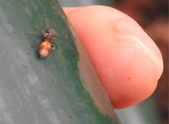 Myrmarachne formosana