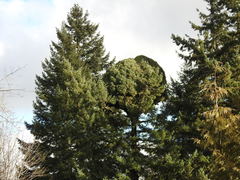 Arceuthobium douglasii