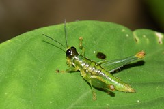 Chloropseustes brunneus