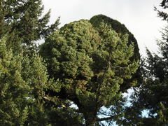 Arceuthobium douglasii