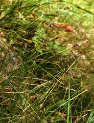 Carex alba