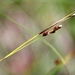 Carex alba - Photo (c) Mihail Knjasev, algunos derechos reservados (CC BY-NC), subido por Mihail Knjasev