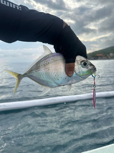 Carangoides coeruleopinnatus observed 2026-02-06