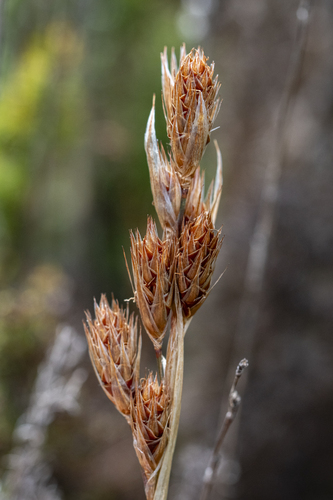 Thamnochortus fruticosus, photograph 6