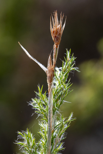 Broom Thatchreed (Thamnochortus fruticosus)