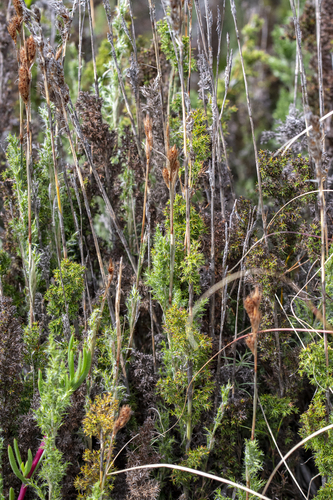 Thamnochortus fruticosus, photograph 5