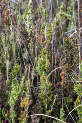 (c) magriet b, some rights reserved (CC BY-SA) Thamnochortus fruticosus, photograph (c) magriet b, some rights reserved (CC BY-SA)