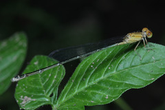 Zygoptera