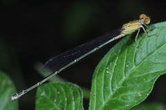 Zygoptera
