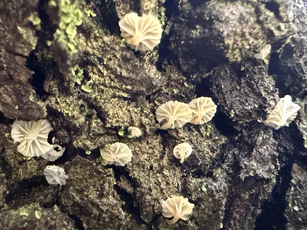 Phloeomana alba