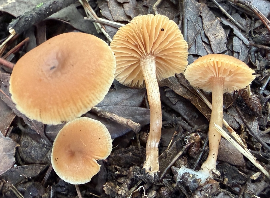 Tubaria hiemalis
