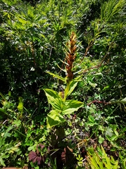 Galearis camtschatica