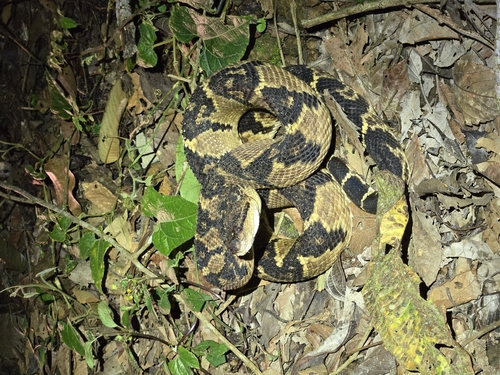 South American Bushmaster