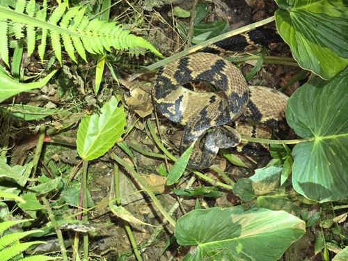 South American Bushmaster