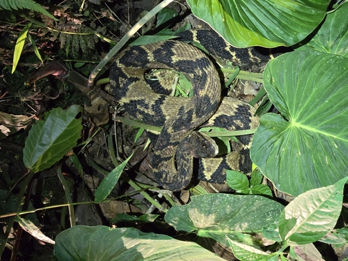 South American Bushmaster