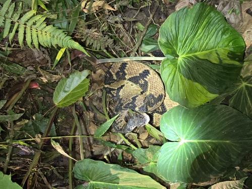 South American Bushmaster