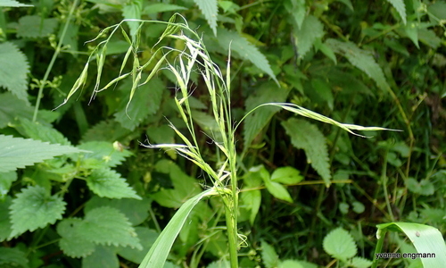 Giant Fescue (Lolium giganteum)