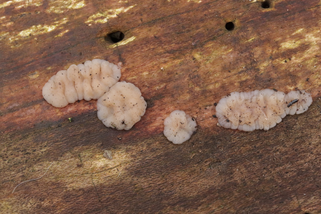 Exidia thuretiana · February 2026 · photo: © bjoerns (iNaturalist, cc-by)