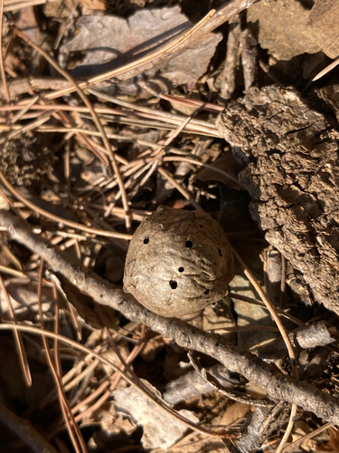 Trichagalma formosana romevai