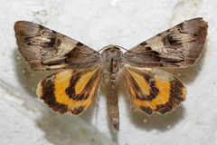 Catocala fulminea