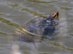 Trachemys scripta elegans