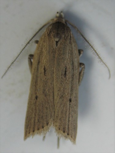 Gonioterma mistrella photo 2