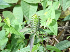 Tetramerium