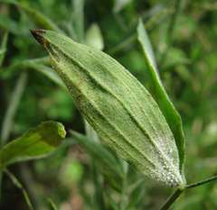 Erysiphe trifoliorum