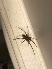 Eratigena duellica