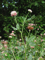 Erysiphe trifoliorum