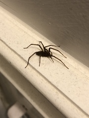 Eratigena duellica