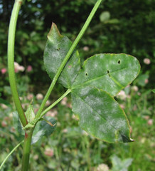 Erysiphe trifoliorum