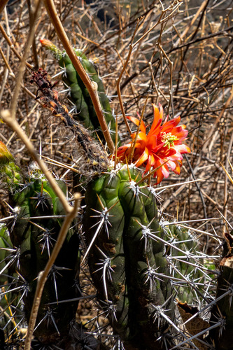 Borzicactus fieldianus (Borzicactus fieldianus)