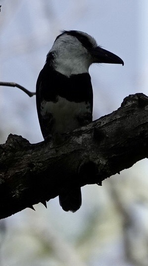 White-necked Puffbird (Notharchus hyperrhynchus), photo 3