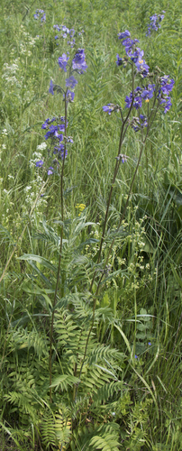 Jacob's Ladder (Polemonium caeruleum)