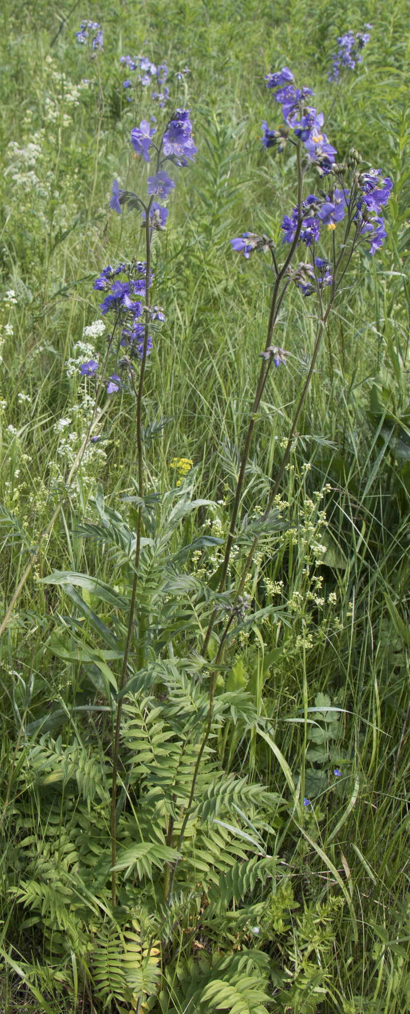 Jacob's Ladder (Polemonium caeruleum)