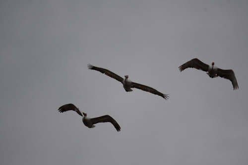 Dalmatian Pelican