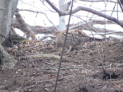 Syrmaticus soemmerringii